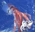 Cryptomundo » Bulletin: First Live Giant Squid Filmed