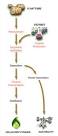 Ethanol made from straw flows at Shell pump | Green Tech - CNET News