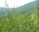 grasses