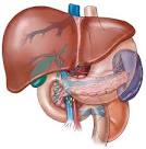 Role of the <b>Liver</b> in Natural