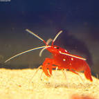 fire shrimp, blood red shrimp - via Daymix