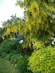 Old Buckhurst Garden - Photos