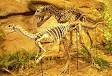 Dryosaurus - Wikipedia, the free encyclopedia
