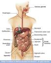 <b>Gastrointestinal tract</b>