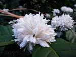 coffee-flower.jpg