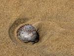 shells sand in public domain - via Daymix