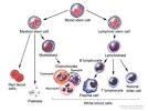 The <b>plasma cells</b> make