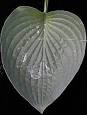 Cuticle - Wikipedia, the free encyclopedia