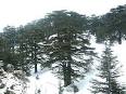 Cedars of God - Wikipedia, the free encyclopedia