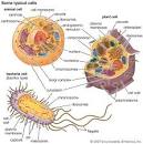 Unit 4 Microscopy and Cells | Coordinated Science I