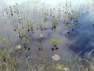 NH5019 : Flora on Loch Bran - via Daymix