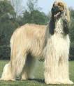 Afghan Hound - Free Training Course on Afghan Hounds
