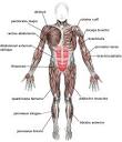 Muscle - Wikipedia, the free encyclopedia