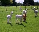 SU1234 : Alpaca at Little - via Daymix