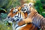 File:Warning!!!...Tiger in training...O)).jpg - Wikimedia Commons