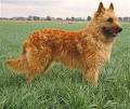 Belgian Laekenois Information and Pictures