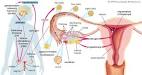The <b>ovaries</b>, in addition to