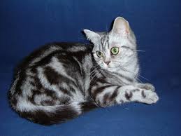 british shorthair photo, cat picture, pet photo