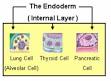 Endoderm - Wikipedia, the free encyclopedia