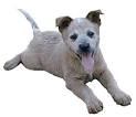 Welcome to Australian Cattle Dogs On Line =-