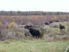Soay Sheep, Culloden Moor. The sheep are employed to bring the land back to - via Daymix