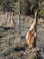 DINGO - Wikipedia, the free encyclopedia