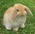 40 Cute Brown Bunny Rabbit | ThemesCompany