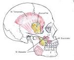 File:Location of Buccal Fat Pad.jpg - Wikipedia, the free encyclopedia