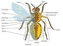  Insects - humans, examples, body, parasites, used, water, Earth ... 