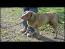 The Chesapeake Bay Retriever: Maryland's Own - Worldnews.