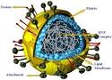 <b>Pneumoviruses</b>