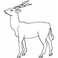 Antelope coloring page