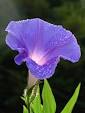 Morning Glory