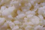 File:Lactobacillus bulgaricus. - via Daymix