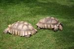 File:African Spur Thigh Tortoise.JPG - Wikimedia Commons