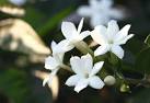 La signification de l'encens au jasmin