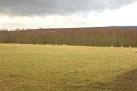Field by Bog of Shannon Wood. Although marked as woodland there is a field - via Daymix