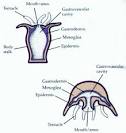 Ms. Kraftson - Eco - Cnidaria