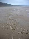 Razor shells on Rhossili beach - via Daymix