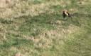 Incredible photo captures weasel riding on the back of a flying.