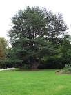 The tree was planted by Duncan Forbes prior to the Jacobite rising of 1745. - via Daymix