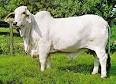 http://www.ionet.net/~brahman/brahman.jpg