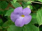 A common ornamental plant all over the tropics. - via Daymix