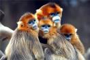 http://smashinghub.com/wp-content/uploads/2010/07/animal-photography-21.jpg