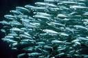 Massive decline of predatory fish in the last 100 years threatens ...