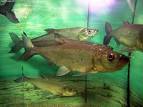 Synonym:Erythroculter - via Daymix