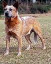 Dog Breeds Center: Herding Dog Breeds - Martha Stewart