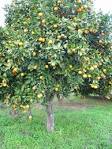 <b>Citrus Sinensis</b>