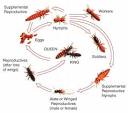 Pest Control Services - Phoenix, AZ - Chapman And Co. Pest Control