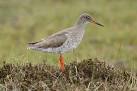 More sizes. Redshank (Tringa totanus), Sma Waters, near Uyeasound - via Daymix
